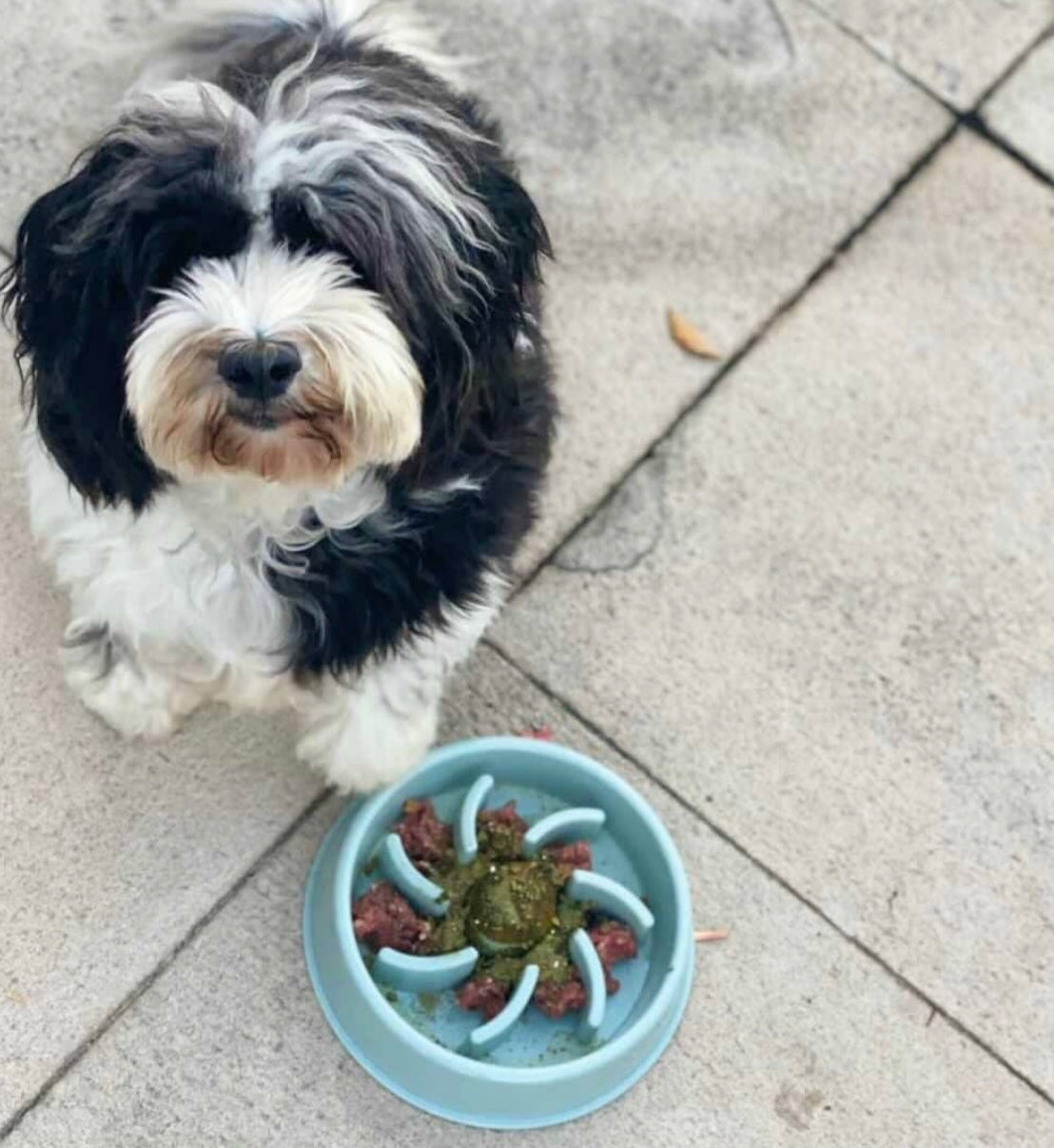 Slow Feeder Bowl Slow Feeder Bath Pet Supplies Pet Accessories Slow Feeder Bowl For Cats and Dogs Slow Feeder Bowls-4