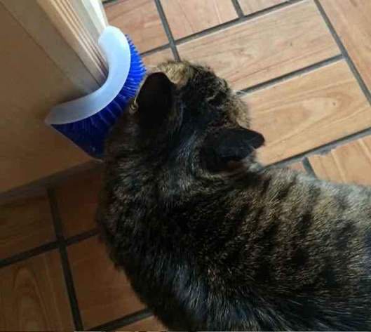 Cat Corner Groomer-1