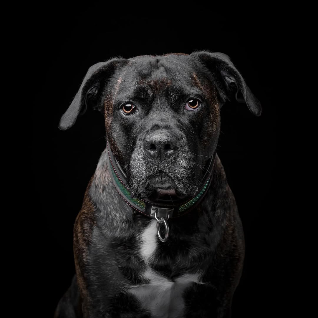 The ''D`Albertis'' collar-3